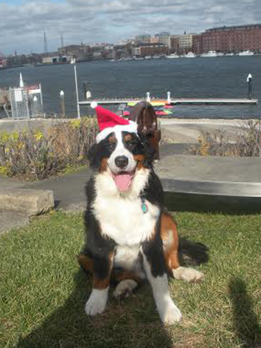 fergus_christmas