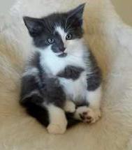 adopt a cat month